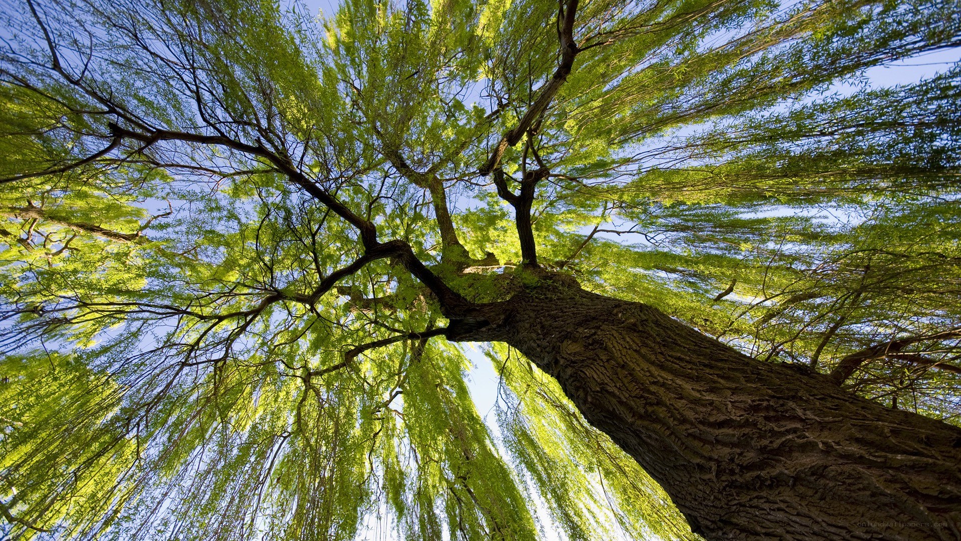willow tree canopy view