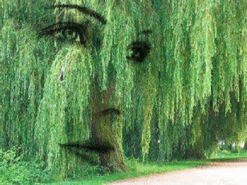 Willow Tree Face