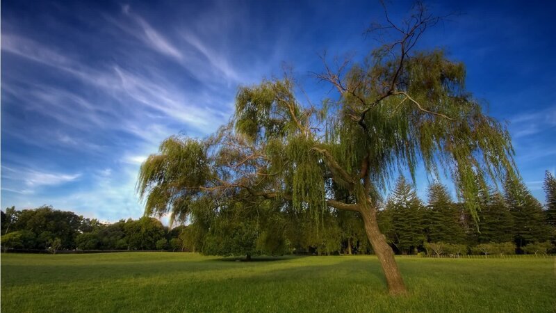 Willow tree in a green field