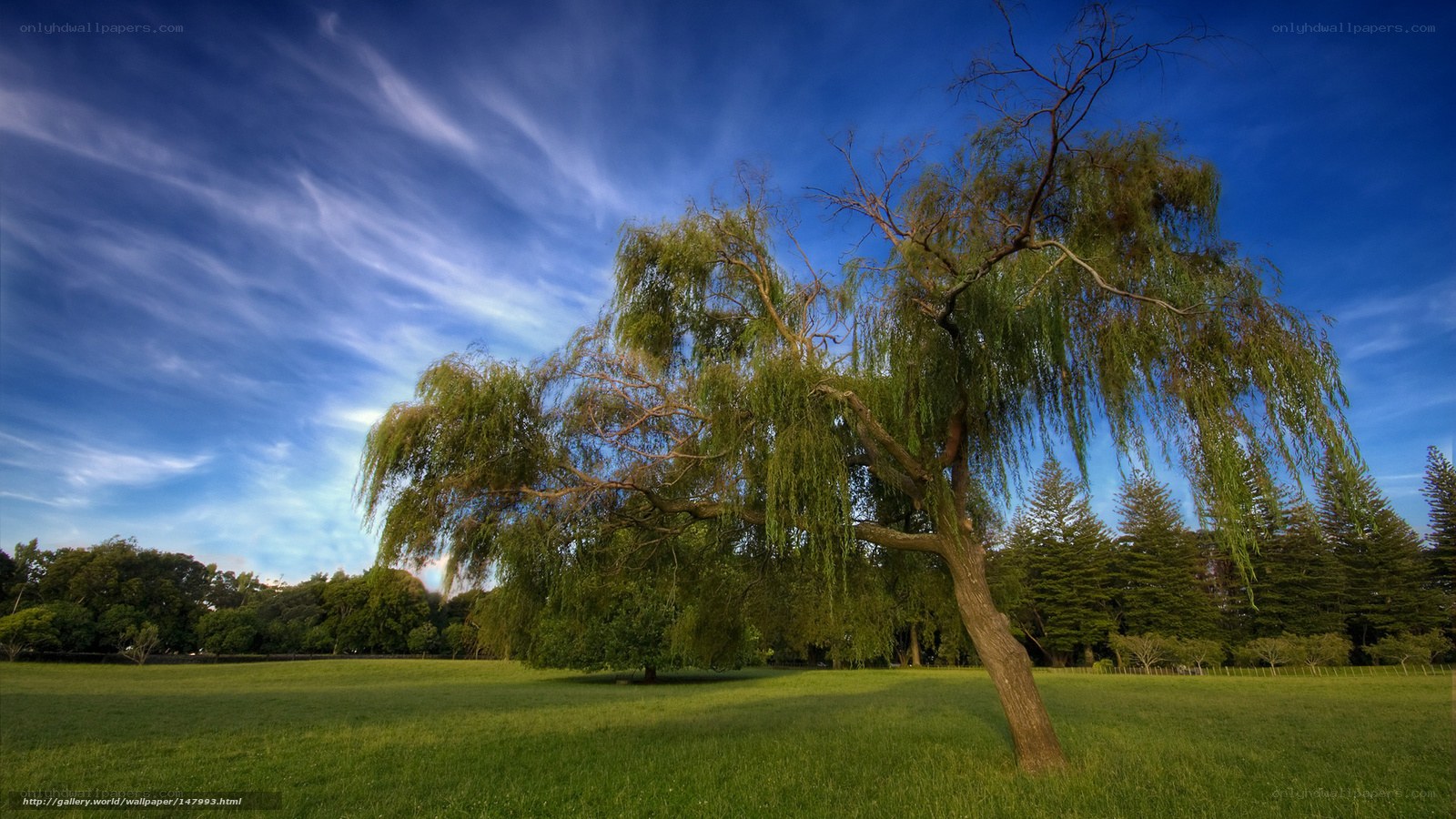 Willow tree in a green field