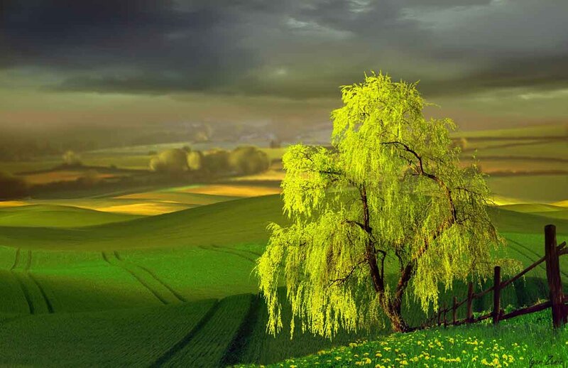 Willow Tree in Field — Green, Dramatic