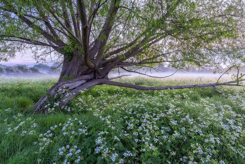 Willow Tree in Field — Green, Serene, Morning
