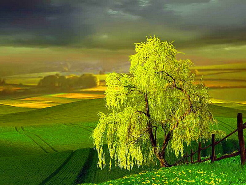 Willow Tree in Field — Green