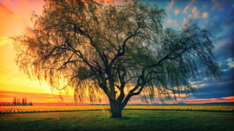 Willow Tree in Field — Orange