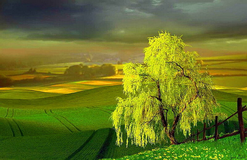 Willow Tree in Field