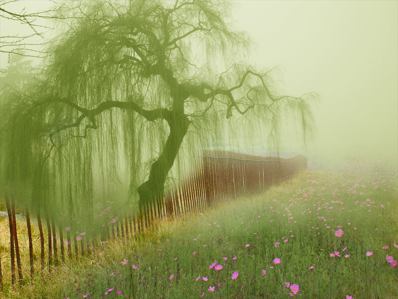 Willow Tree in Fog