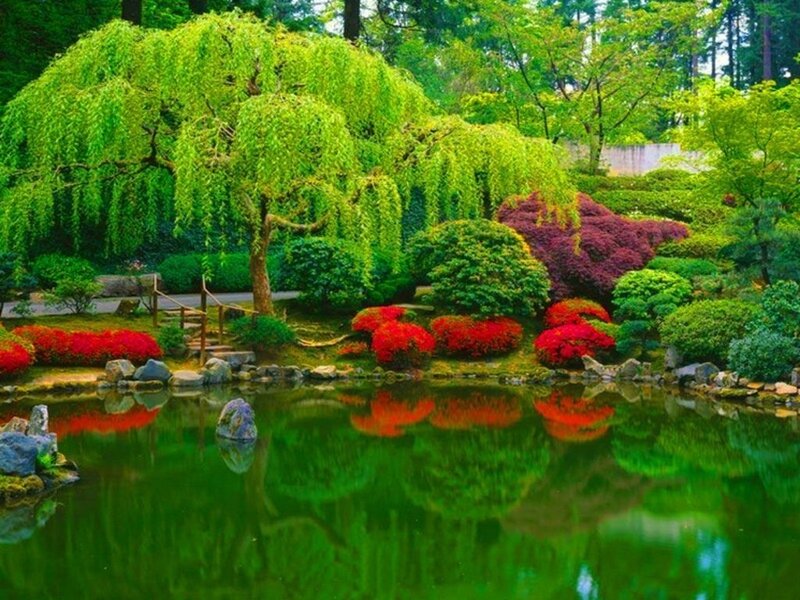 Willow Tree in Garden — Green