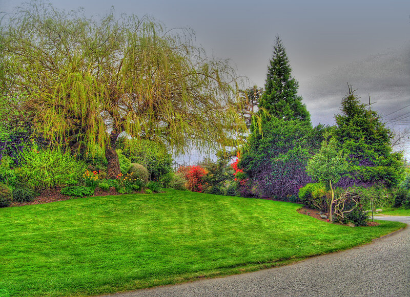 Willow Tree in Garden