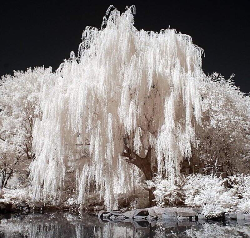 Willow Tree in Infrared