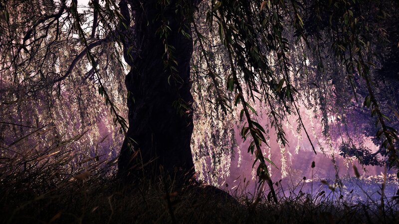 Willow Tree in Mist