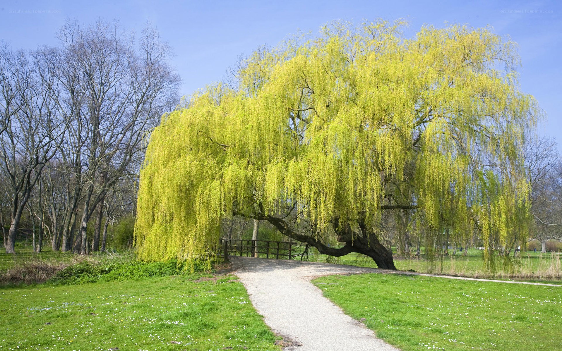 Willow tree in spring park