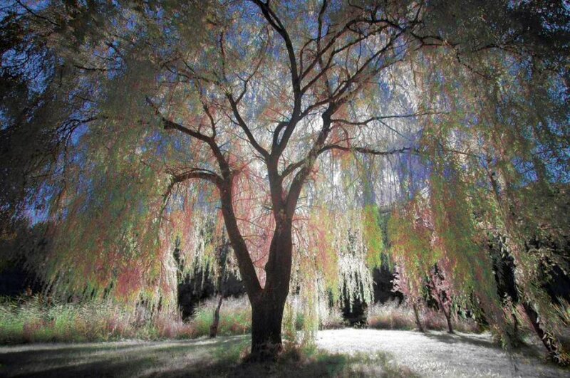 Willow tree in sunlight