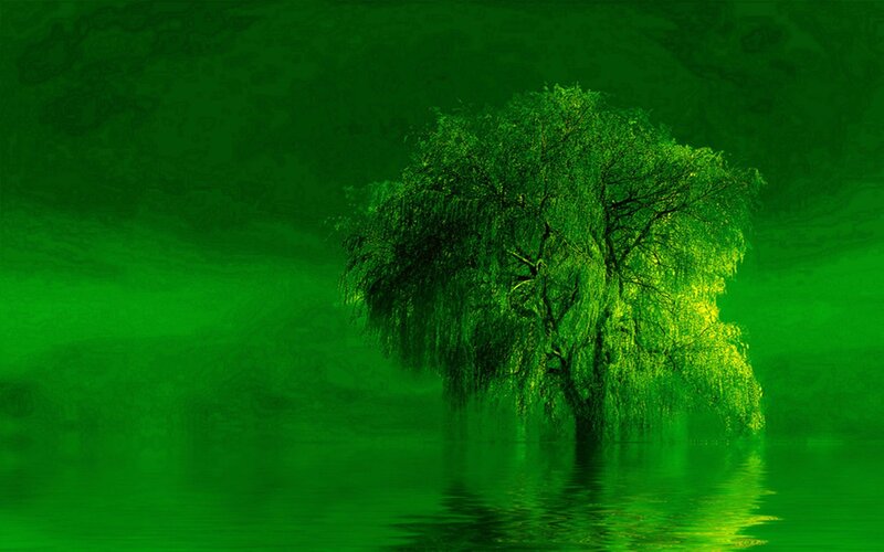 Willow Tree in Water — Green