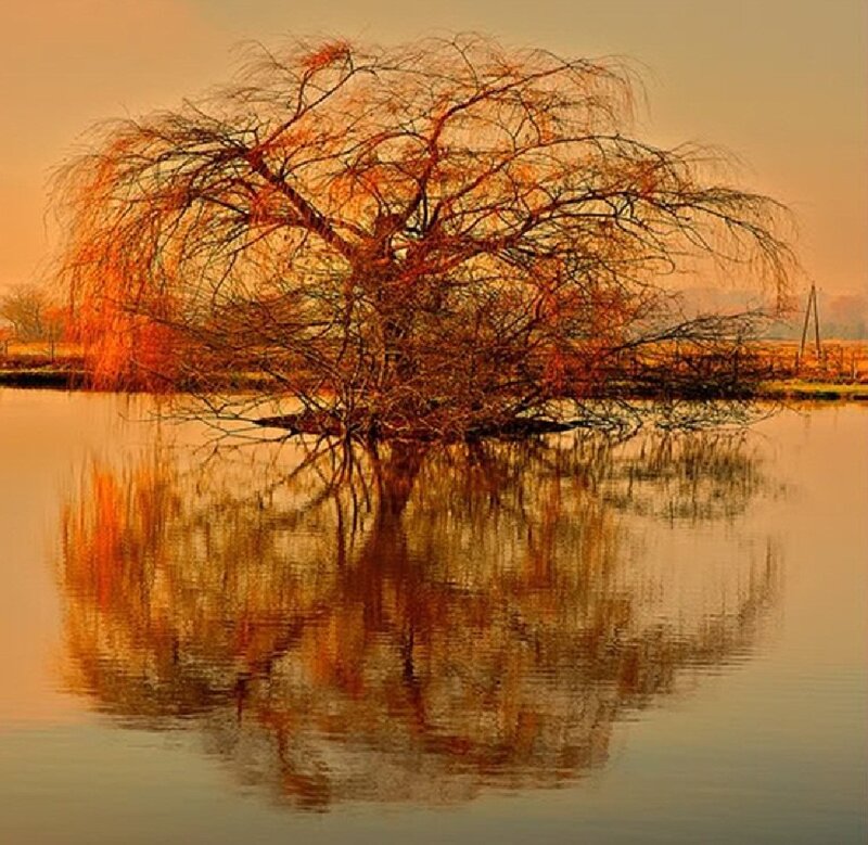 Willow Tree in Water — Orange, Serene