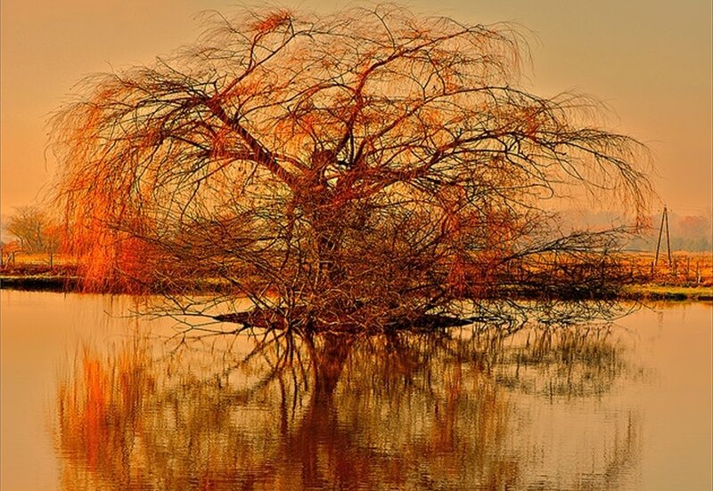 Willow Tree in Water — Orange