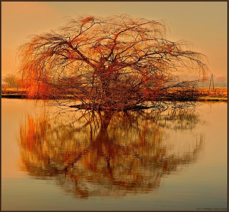 Willow Tree in Water