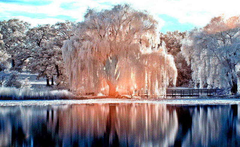 Willow Tree in Winter