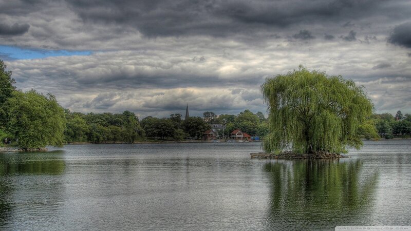 Willow tree on a lake island