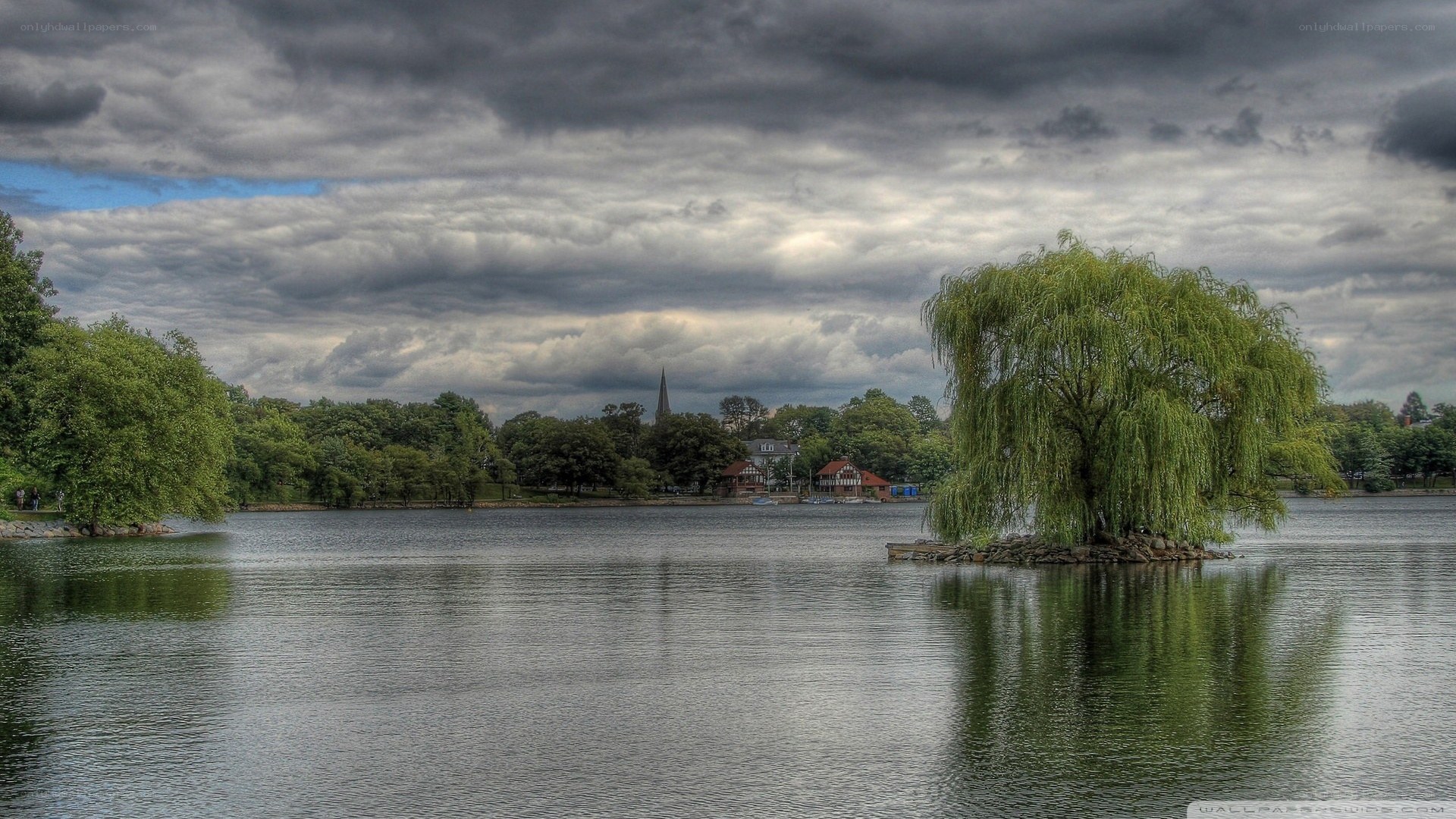 Willow tree on a lake island