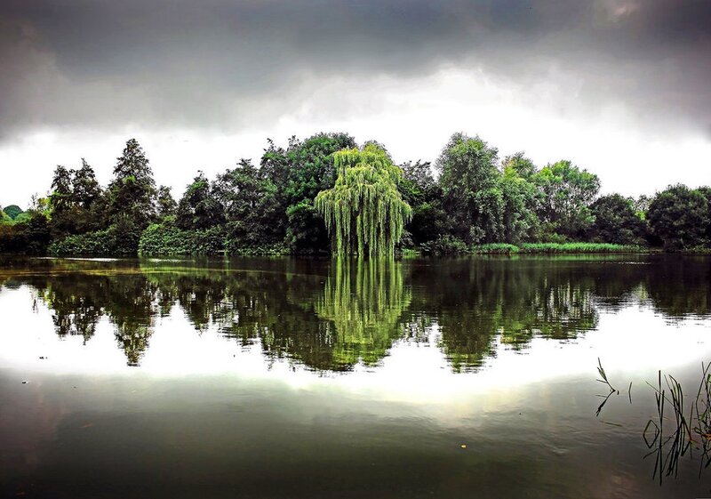 Willow Tree on Island — Green, Dramatic, Photograph