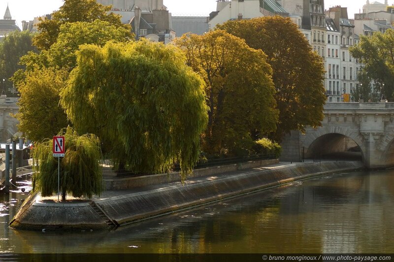Willow Tree on Riverbank