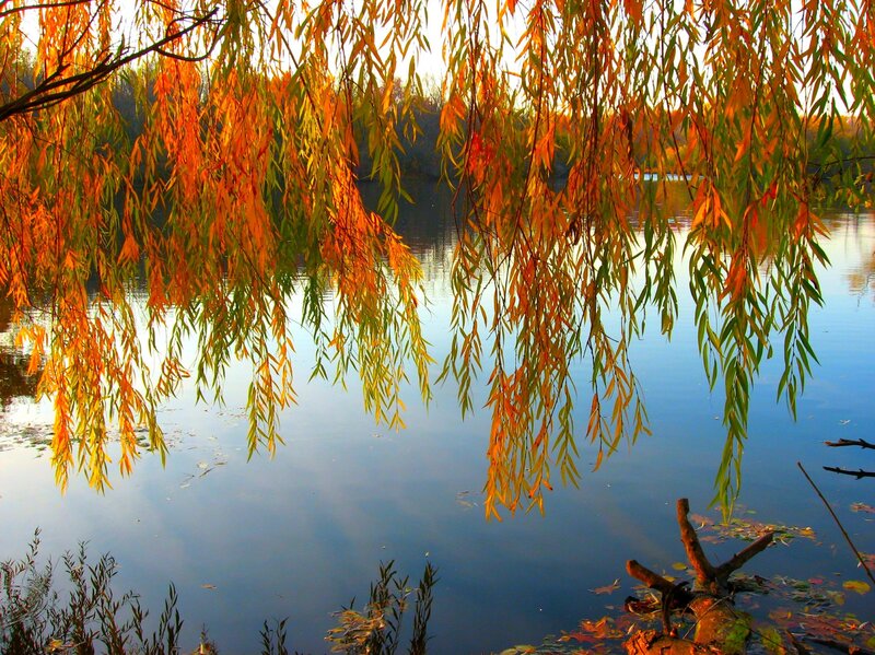 Willow Tree over Lake — Orange