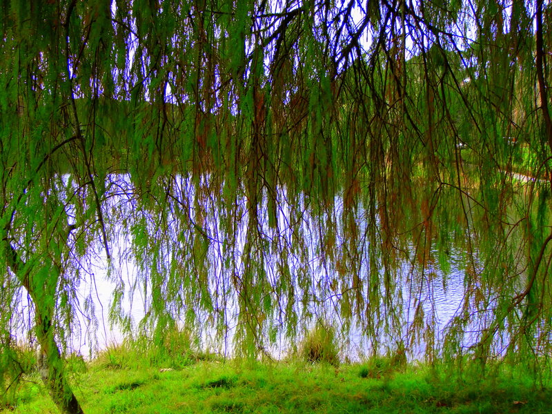 Willow Tree over Lake
