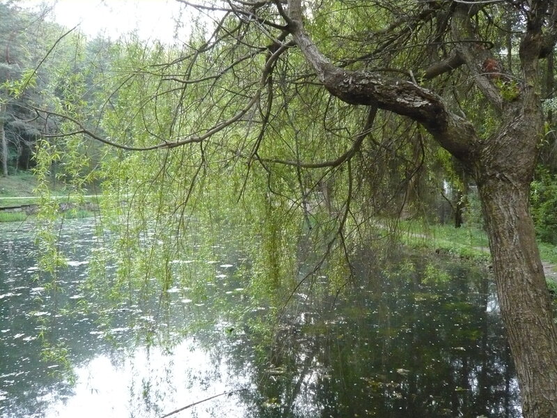 Willow Tree over Pond — Green, Serene, Spring