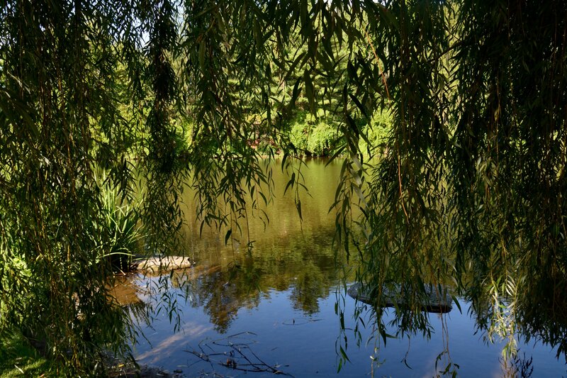 Willow Tree over Pond — Green