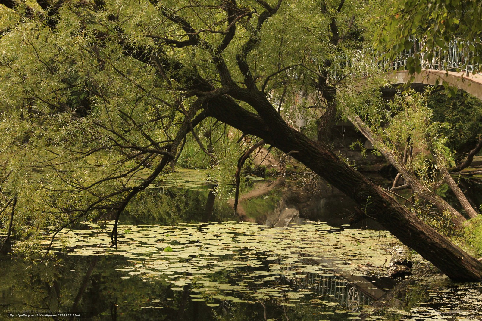 Willow tree over pond