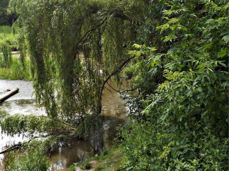 Willow Tree over Stream