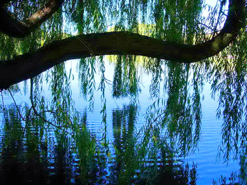 Willow Tree over Water — Green