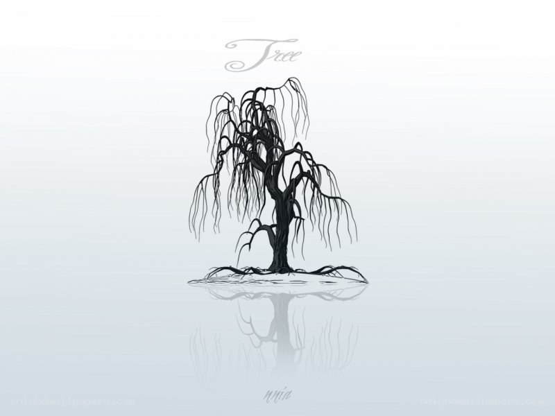 Willow tree reflection