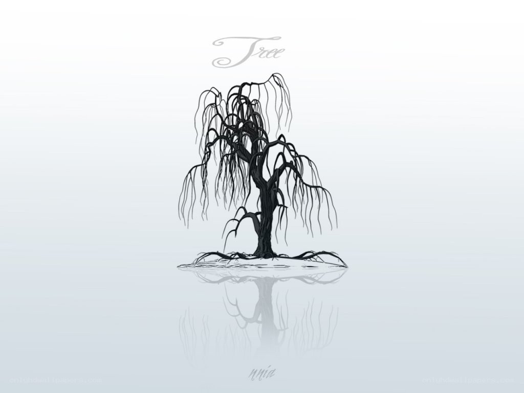 willow tree reflection