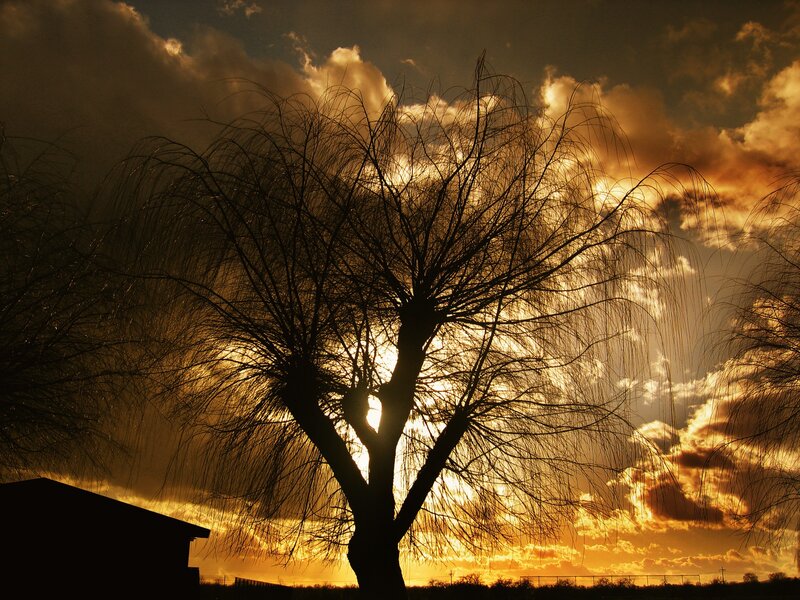 Willow Tree Silhouette — Orange
