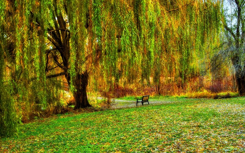 Willow Tree with Bench