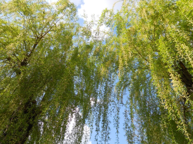 willow trees against blue sky