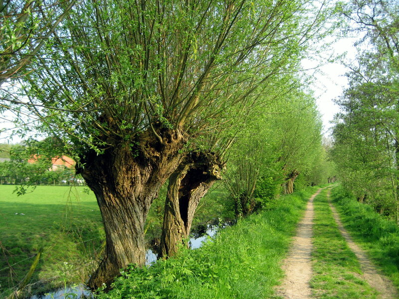 Willow Trees Along Path