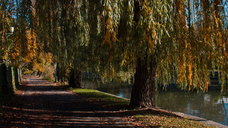 Willow Trees Along River
