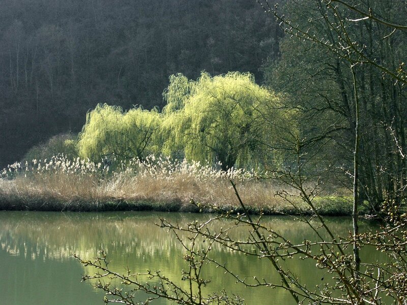 Willow trees by a calm lake
