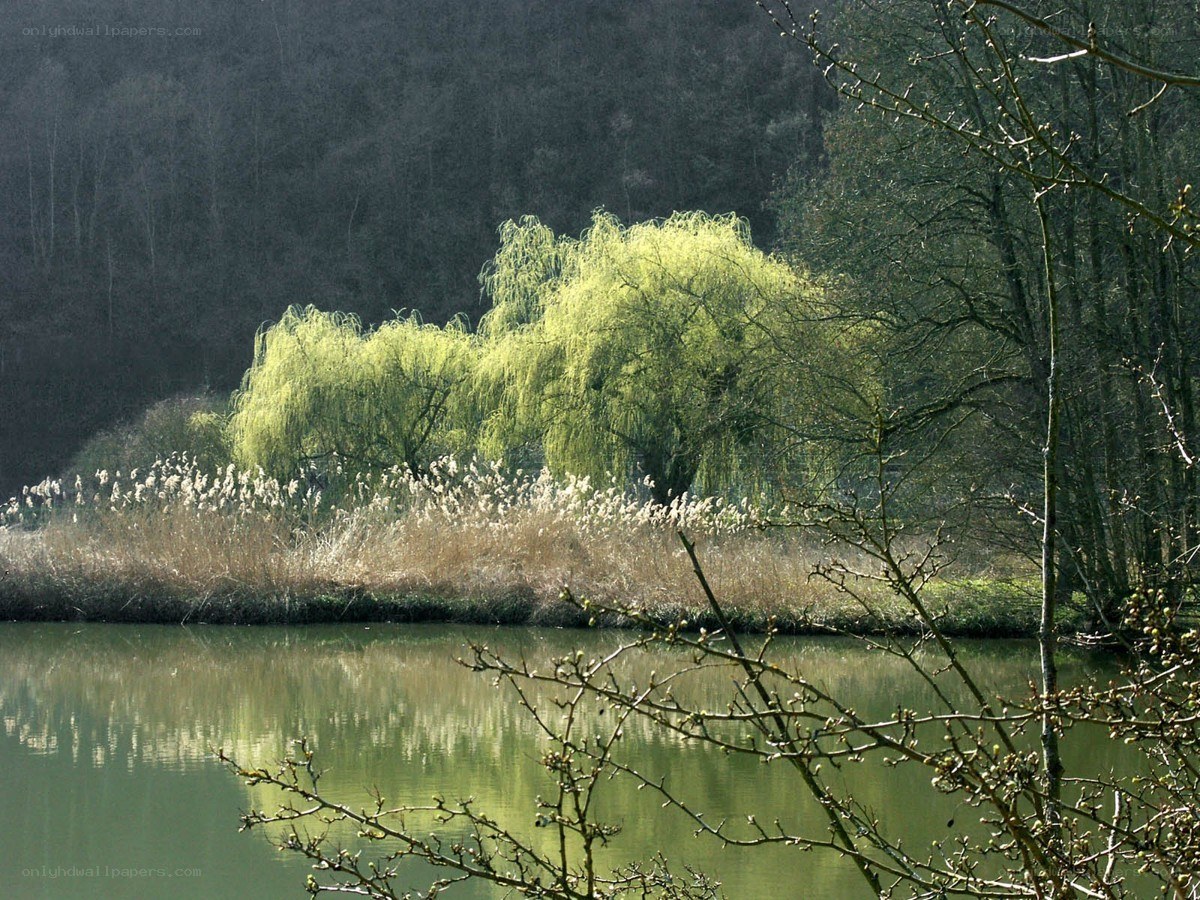 Willow trees by a calm lake