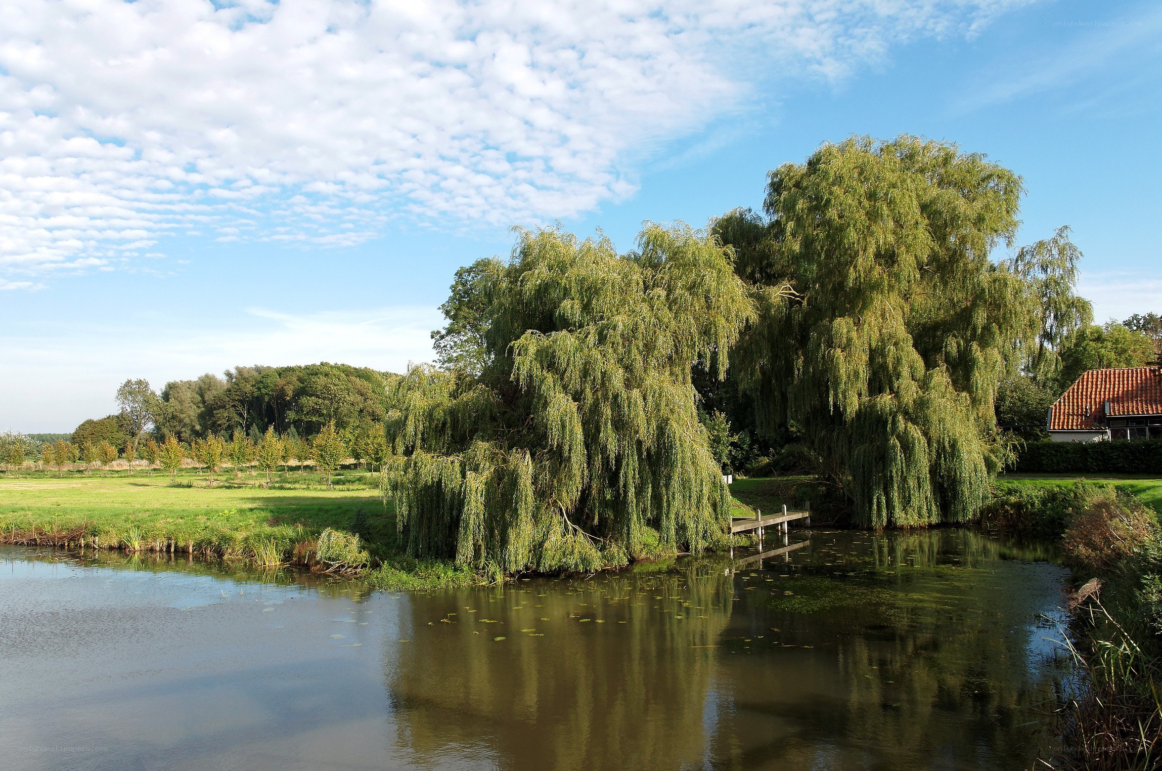 Willow trees by a calm pond