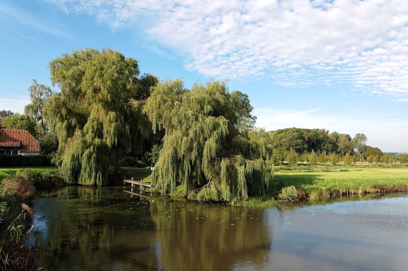 Willow trees by a calm pond
