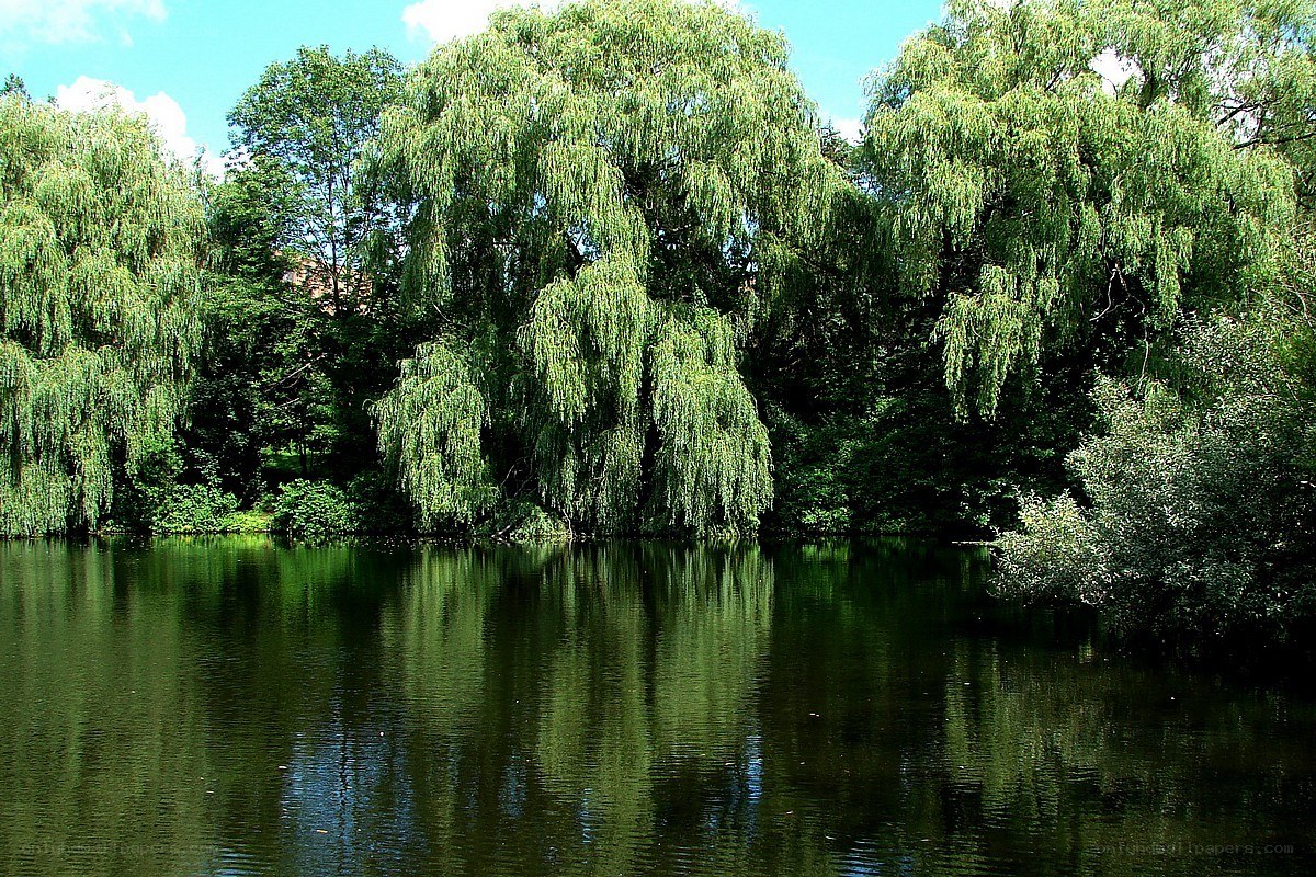 Willow trees by a calm pond