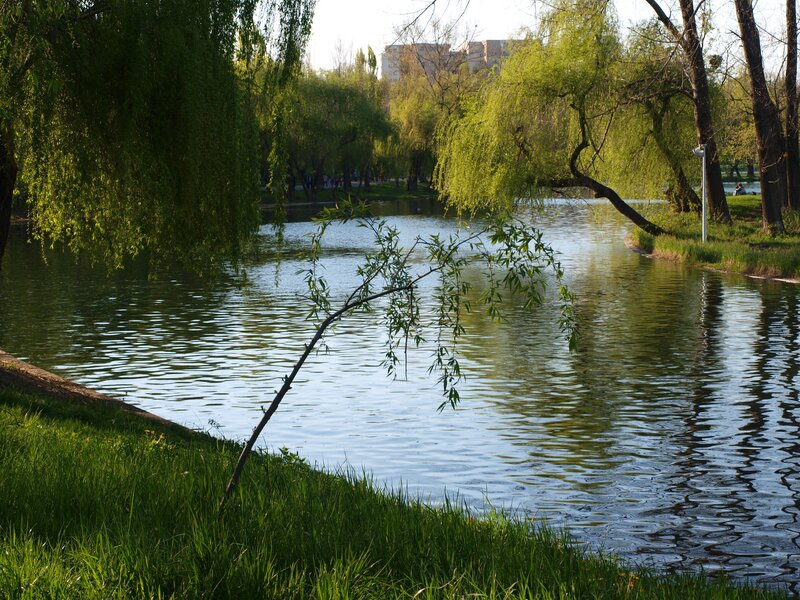Willow trees by a calm pond