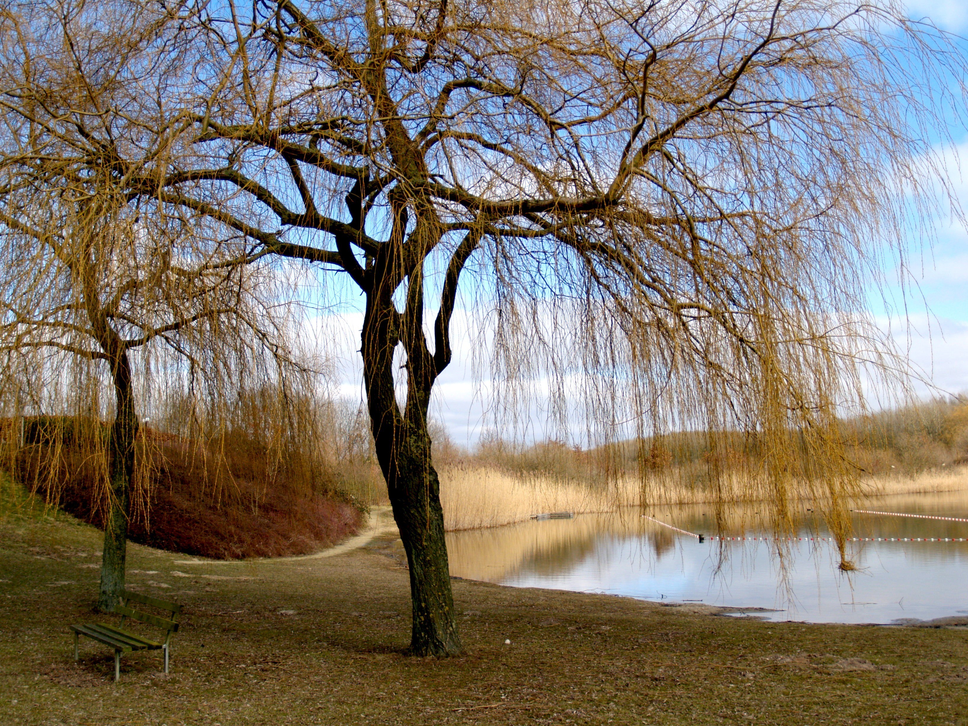 Willow trees by a lake