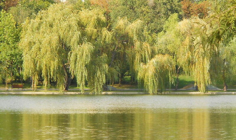 Willow trees by a lake
