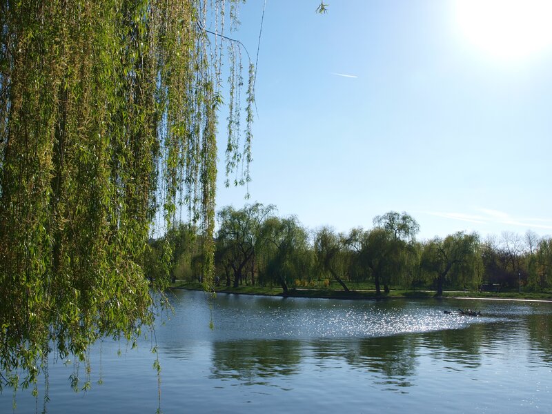 Willow trees by a lake