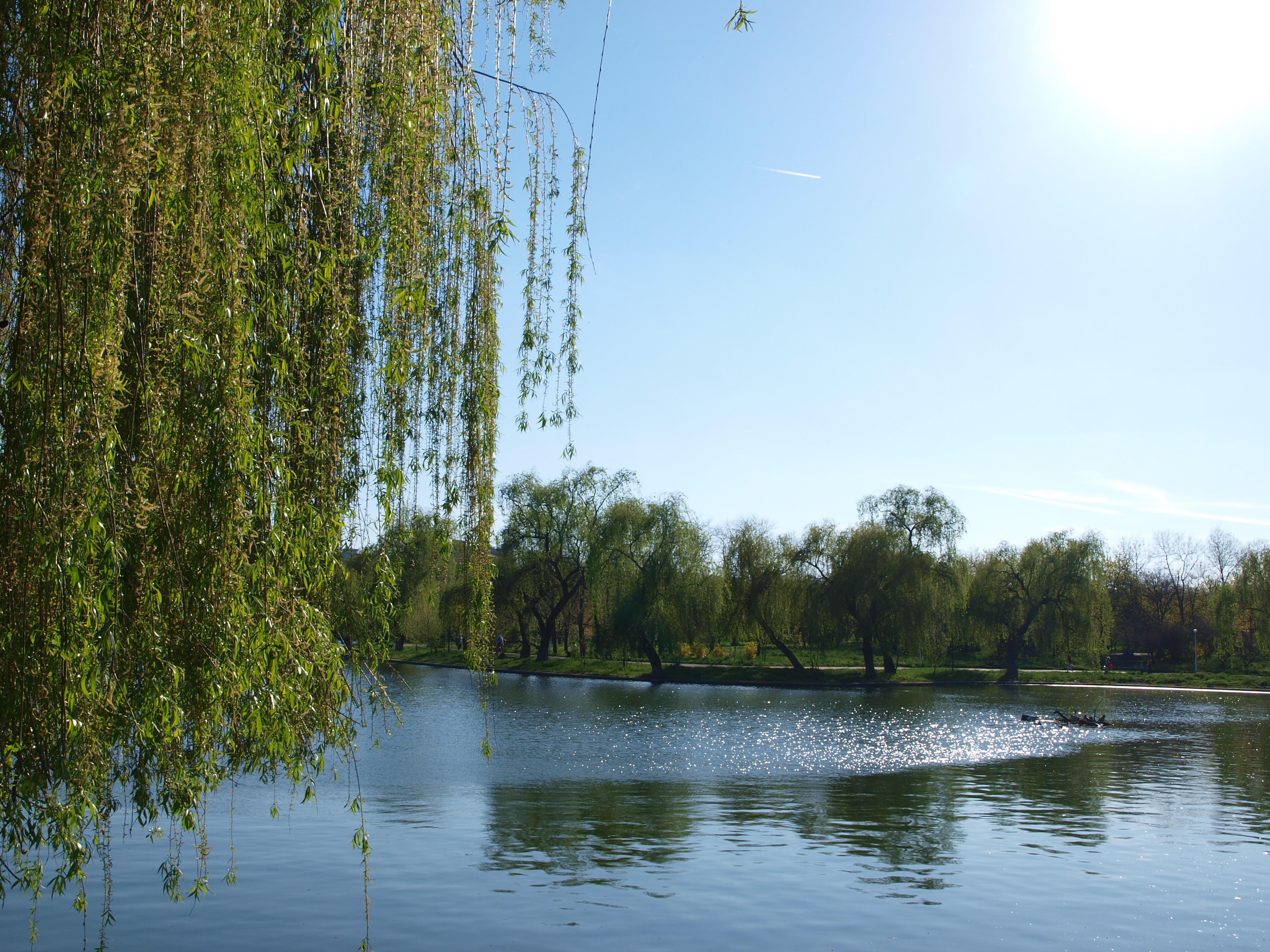 Willow trees by a lake