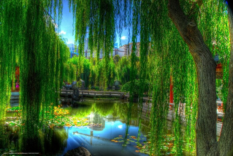 Willow trees by a pond